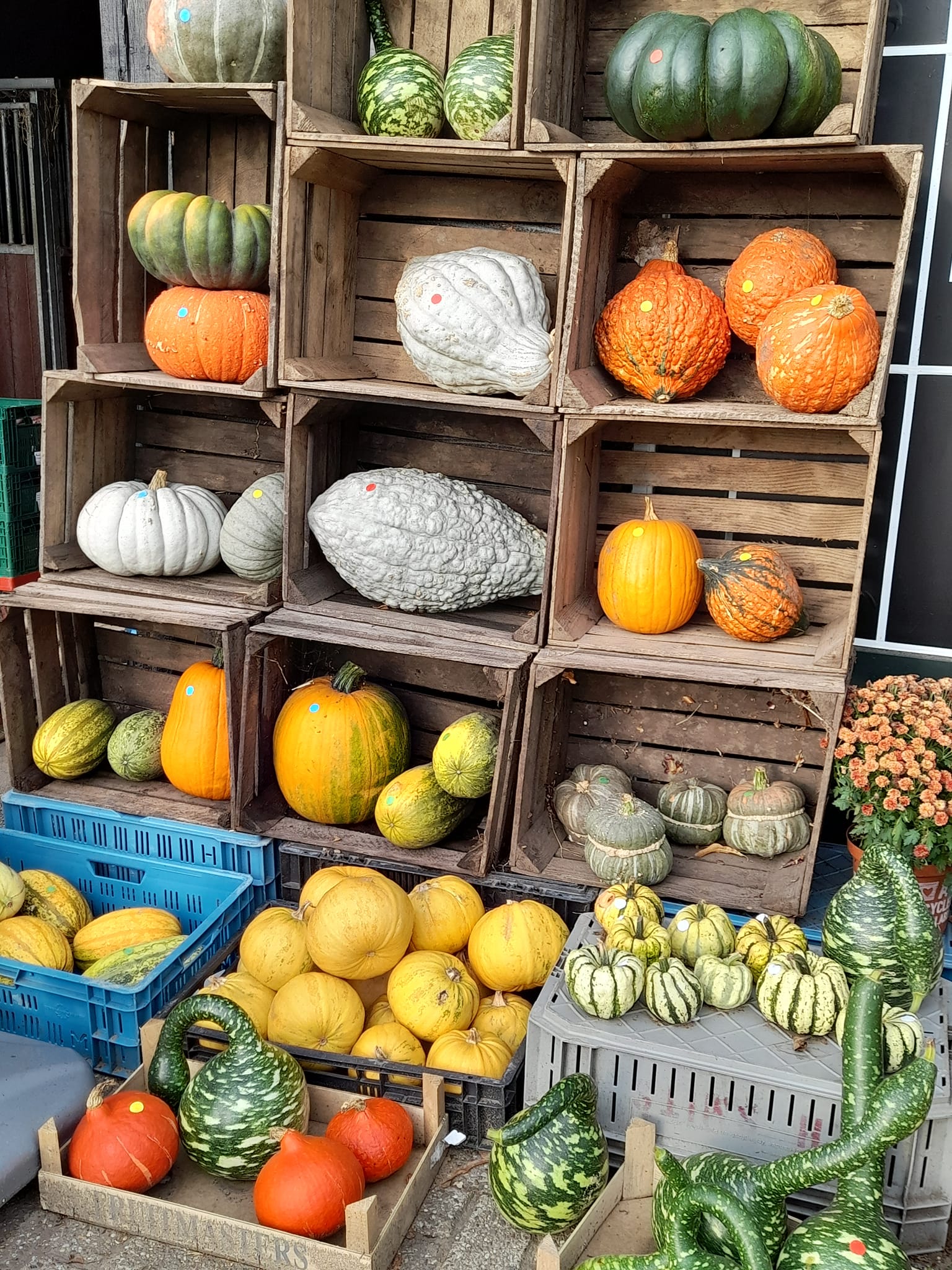 Ruime keuze in Pompoenen en Kalebassen bij Boerderijwinkel Lensink.
